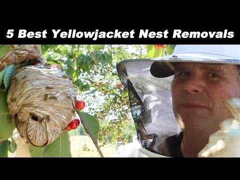 5 Best Above Ground Yellowjacket Nest Removals - Huge Paper Wasp Nests Destroyed.