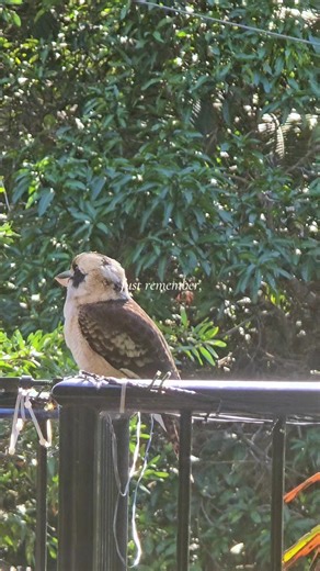 FEATHER FRIENDS Crisp morning coffees joined by a few of my alarm clock friends. #australia #fyp #trending #viral #blessed