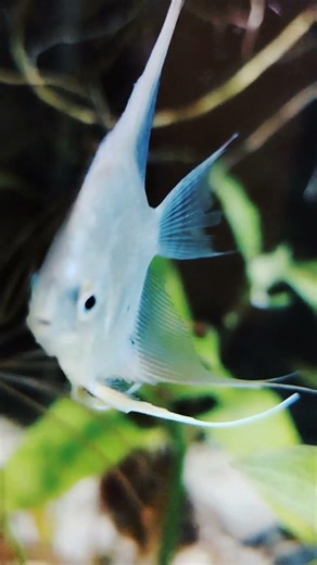 Silver Angelfish #plantedtanks #aquascapelowtech #freshwaterfish