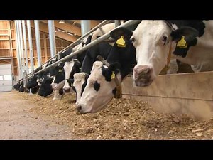 Krávy - video pro žáky 1. a 2. třídy ZŠ