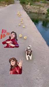 2.7K views · 15 reactions | Wow awesome good job dogie ❤️❤️ #fbreels #followers #funnyreelsvideo | Josephine Taraya Carson | Facebook