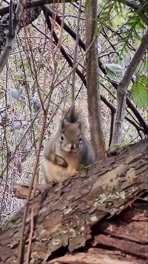 Squirrel Sounds - Squirrel Calling Sounds #animalssounds #squirrel #wildlife