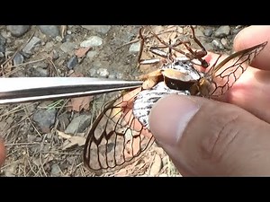 Pull out maggot from cicada's stomach!