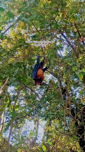 Indian Flying fox vs.Bat; (of Meghalaya)I synei I ne lymbit ne Rangba dur