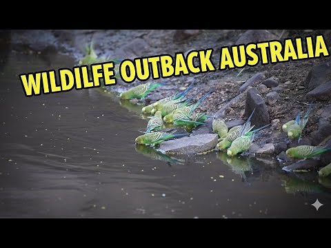 Incredible Outback Wildlife: A Journey Through the East MacDonnell Ranges