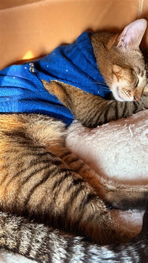 Talking Tails with Ria on Instagram: "Talk training >>>> Treat training. Didn’t force it. Didn’t bribe it. Just waited, spoke, connected. 🐾 #CatReels #PetReels #AnimalCommunication #GentleTraining ConsciousPet"