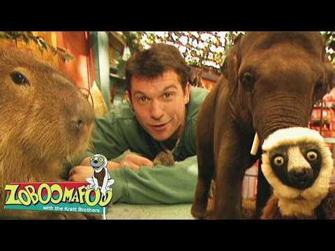 Meet the Giant Capybara and Other Huge Creatures! | Zoboomafoo - WildBrain | Learn about Animals!