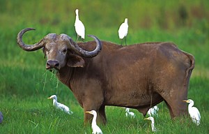 15 Animals Relationships That Work Together In the Wild