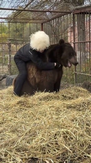 Sambo vs Bear 🤔Would SAMBO Work on a BEAR?🤔