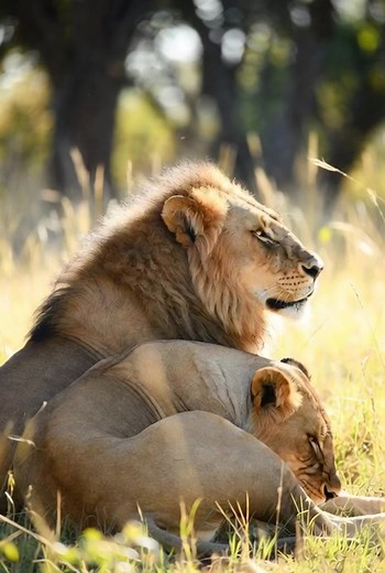 Lion King | Sea animals