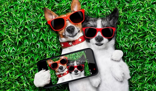 12 Dogs That Are the Biggest Social Media Stars – Top Dog Tips