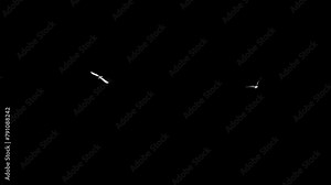 2 Eurasian Black-Headed Seagull Birds - Flying Around Loop - Alpha Channel - Realistic 3D animation isolated on transparent background