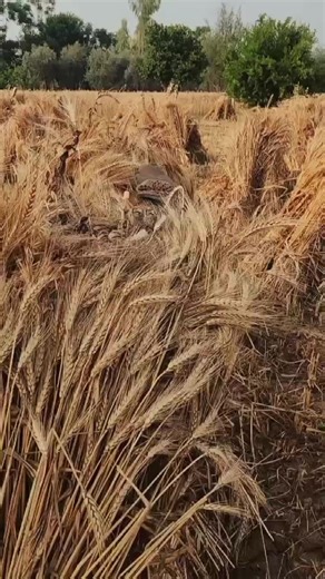Gray Francolin Chicks in Natural Habitat