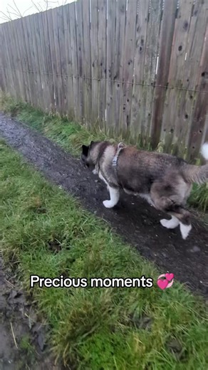 Blessed to have these two out a walk 💞 it's not nice watching them get old and struggle. Making the most of our time together 🙏🏻 #akita #akitas #seniordog
