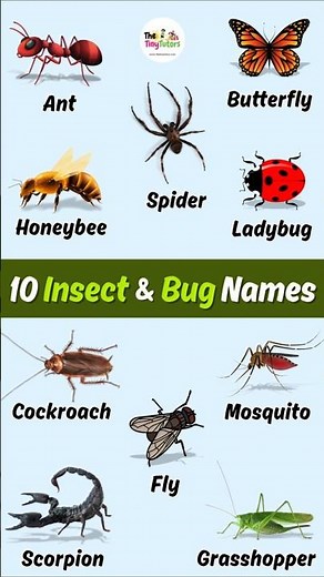 Insects and Bugs Name for Kids | Learn 10 insects and bug names with Pictures & Pronunciation