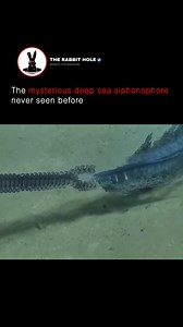 627K views · 3.9K reactions | The mysterious deep sea siphonophore never seen before | The Rabbit Hole | Facebook