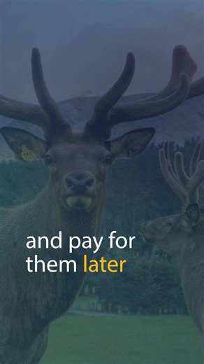 Enhance your herd without straining your finances! Defer-A-Stag offers flexible payment plans - allowing you to invest in quality sire stags today and pay later! | PGG Wrightson Livestock