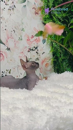 Adopt Gloria: The Black Sphynx Kitten 💛 Confident, Playful & Hypoallergenic! #SphynxKitten