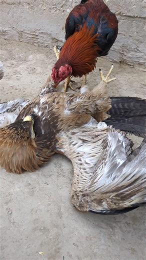 Red Rooster First Time Watching Eagle 🦅🐓 #shorts #rooster #eagle