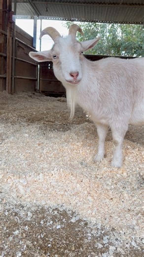 Whiskey the shy boy 🥹🫣🩷 #fowlfrenzyfarm #whiskey #goat | Fowl Frenzy Farm