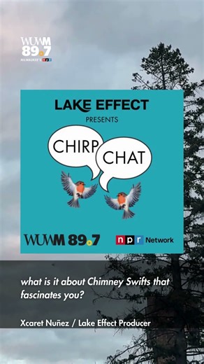 Chirp Chat: Calling all Swifties! Chimney Swifts are in Wisconsin!