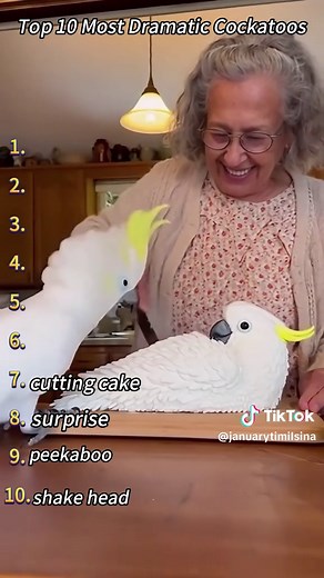 Top Ten Most Dramatic Cockatoos You Must See