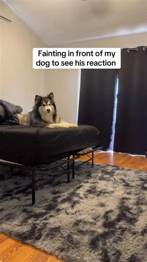 Fainting in front of my dog! #dogreaction #dogs #funnydogs | Bandit