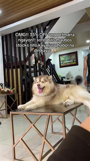 Essential Products for Dog Owners