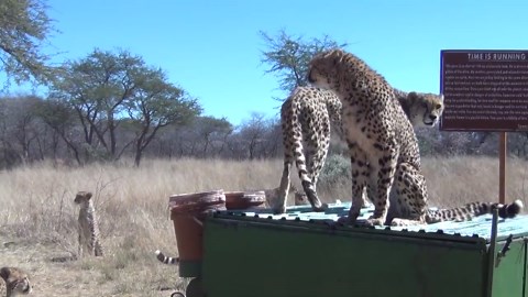 Guys Feed 30 Cheetahs at Animal Sanctuary