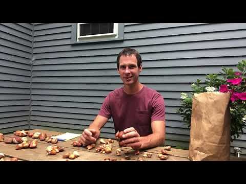How To Divide Tulip Bulbs | Wicked Tulips
