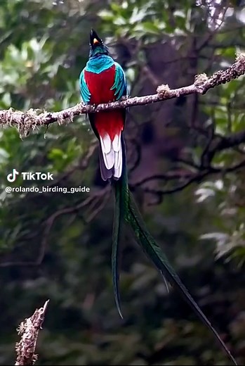 Canto del Quetzal: Sonidos de Guatemala