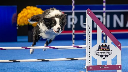 Missed the National Dog Show? Here's how to watch, stream it after Thanksgiving