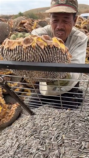 How to harvest sunflower seeds