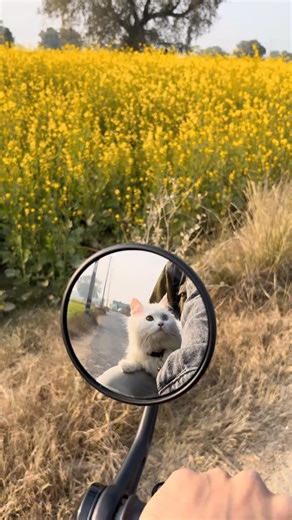 Furrealtho on Instagram: "Guys dekho na dekho na 🥹😂🐾🐾"