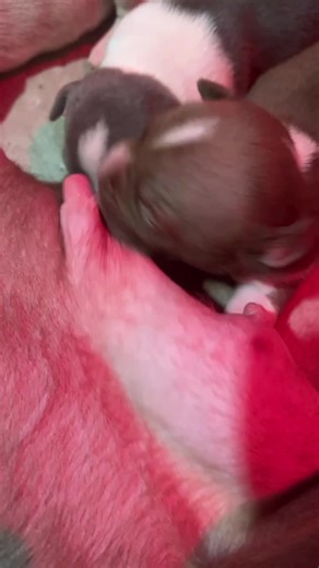 Ya this a Yn call him MR YANK!! | puppy dog