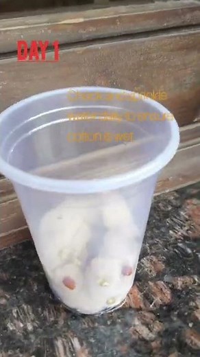 Seed Germination Experiment