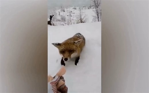 【Fusion Fun#2】放下功德包袱 开心防止抑郁【国外高能沙雕搞笑】