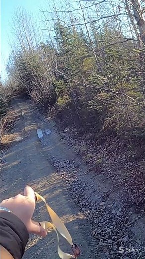 Snowshoe Hare hunting with a Slingshot 27 yards.