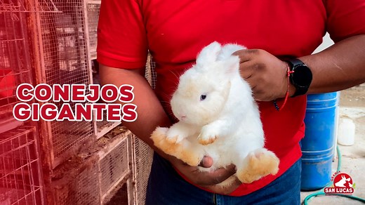 ¿Sabes cómo se reproducen los conejos? 🐰🐰¡Aquí te lo mostramos! #conejos | Granja San Lucas