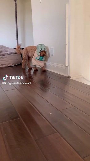Happy 2023! Lets be friends on day 1 🥹 #dogsofttiktok #foryoupage #viralvideo #babyyoda #dogcostume #friends?