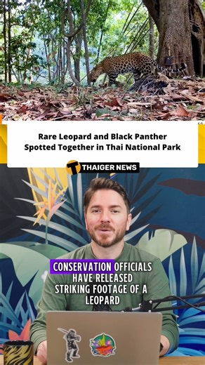 Conservation officials have resurfaced remarkable footage showing a leopard and a black panther moving together through Khlong Lan National Park in Kamphaeng Phet. Such sightings are extremely rare and offer valuable insight into Thailand’s remaining wild cat populations. The video highlights the park’s role as an important refuge for endangered and elusive species. Wildlife experts say evidence like this helps guide conservation strategies and reinforces the need to protect forest habitats from