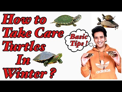 How to take care of Turtles in Winter | Turtle winter take care tips | Turtles winter Routine