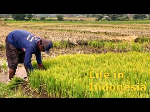 Life in Indonesia | 4K