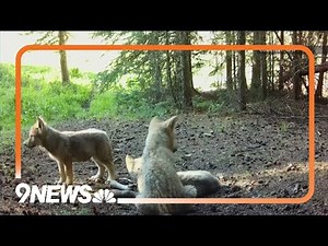 3 new wolf packs confirmed in Colorado