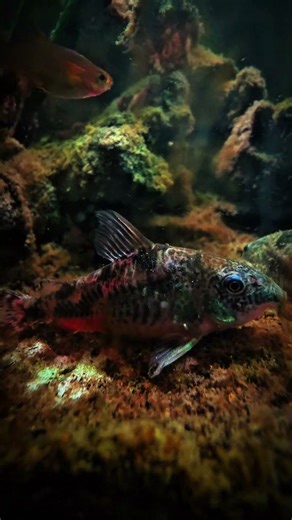 Peppered Corydoras Catfish! 🧿