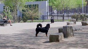1.5M views · 34K reactions | See what happened when the Pinterest team built a collection of Pins at a Boston dog park. | Pinterest | Facebook