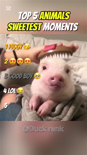 🐾❤️ Top 5 Sweetest Animal Moments Ever