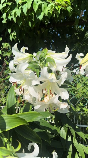 plantsbyfern on TikTok