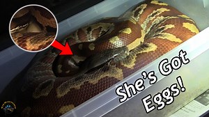 27 reactions · 5 comments | Remember when we paired up the blood pythons late last year?  GREAT NEWS!  The female has just laid a nice big clutch of eggs for us! 拾 Today, you'll learn how she'll incubate them herself and how long it will take for them to hatch. Subscribe to our YouTube channel to follow this story and to see lots of funny shorts! https://www.youtube.com/tyedyediguana #exciting #happyday #Wednesdayvibes #breeder #snake #snakes | The Tye-Dyed Iguana | Facebook