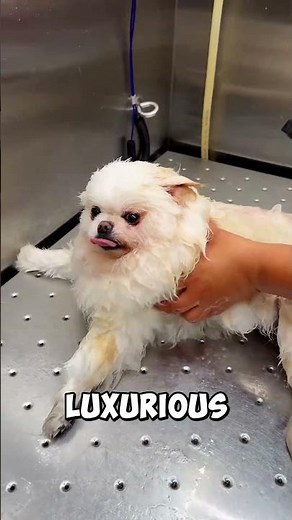 Pomeranian Grooming for Senior Dogs, Madra Mor Mobility Mud Treatment